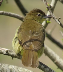 Chlorocichla flaviventris flaviventris
