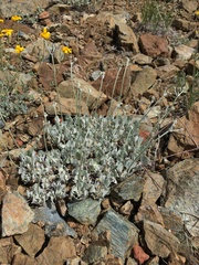 Eriogonum strictum