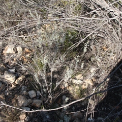 Pentzia dentata