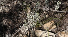 Pentzia dentata