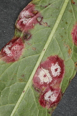 Puccinia phragmitis