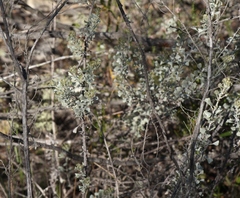 Pentzia dentata