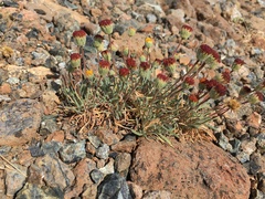Erigeron bloomeri bloomeri