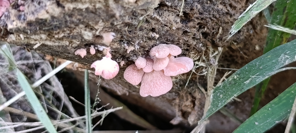 Pleurotus djamor · May 2025 · photo: © facu-lamela (iNaturalist, cc-by)