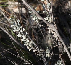 Pentzia dentata