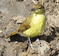 Chlorocichla flaviventris flaviventris