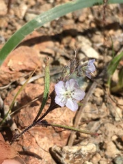Phacelia pringlei