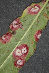 Puccinia phragmitis