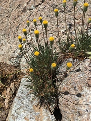 Erigeron bloomeri bloomeri