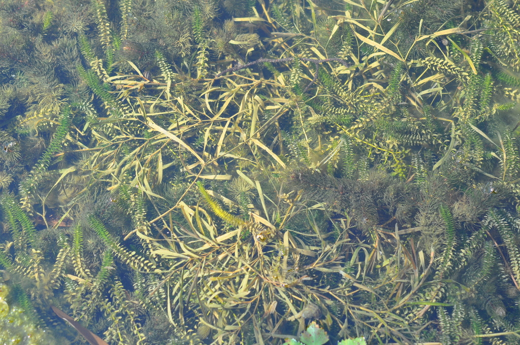 grass-wrack pondweed