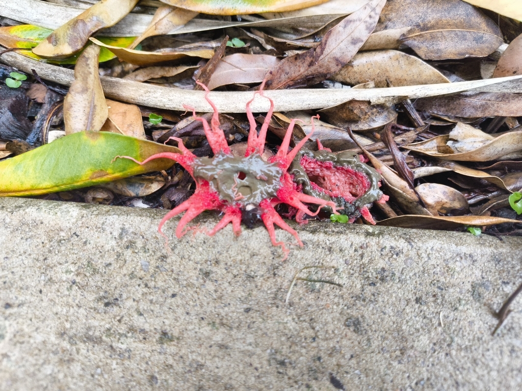Aseroe rubra · May 2025 · photo: © rockfox (iNaturalist, cc0)