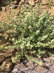 Galium serpenticum scotticum