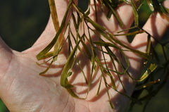 Potamogeton compressus