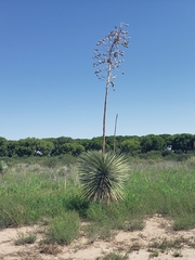 Yucca elata