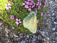 Colias hecla