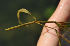 Potamogeton compressus