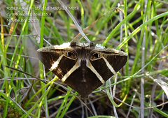 Grammodes oculicola