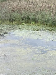 Cygnus olor