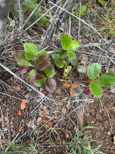 Fragaria chiloensis observed 2025-05-11