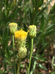 Erigeron petrophilus viscidulus