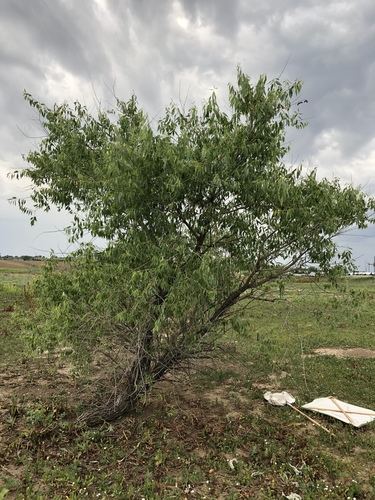 peachleaf willow (Salix amygdaloides)