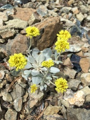 Eriogonum alpinum