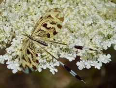 Nemoptera coa