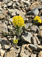 Draba aureola