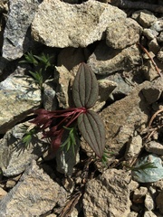 Claytonia obovata