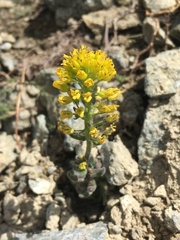 Draba aureola