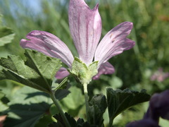 Malva sylvestris
