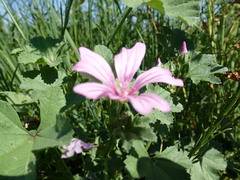 Malva sylvestris