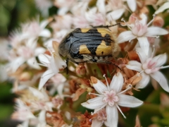 Euphoria basalis