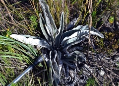Hermas gigantea