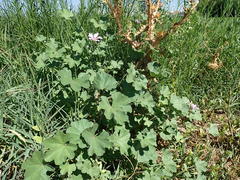 Malva sylvestris