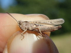 Omocestus raymondi