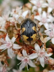 Euphoria basalis