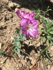 Epilobium siskiyouense