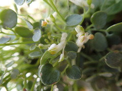 Sarcocapnos enneaphylla