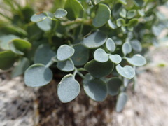 Sarcocapnos enneaphylla