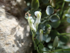 Sarcocapnos enneaphylla