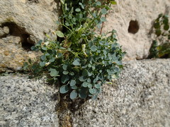 Sarcocapnos enneaphylla