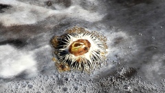 Cryptolepas rhachianecti