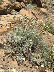 Chaenactis suffrutescens