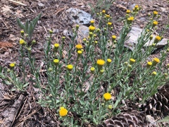 Erigeron petrophilus viscidulus