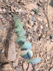 Streptanthus barbatus