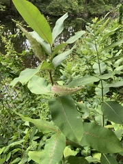 Asclepias syriaca