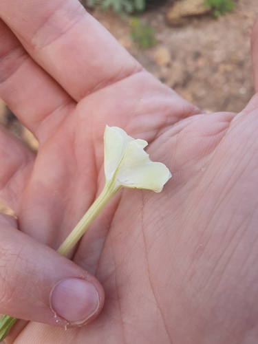 wild tobacco (Nicotiana megalosiphon)
