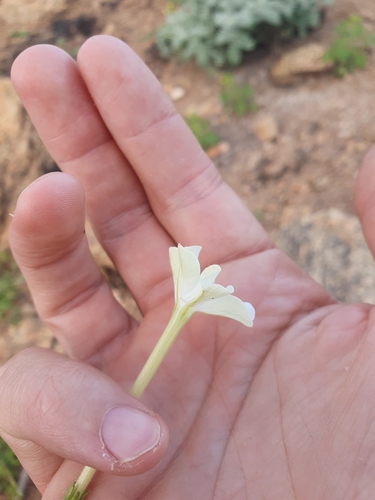 Image of Nicotiana megalosiphon by (c) maxark, some rights reserved (CC BY)