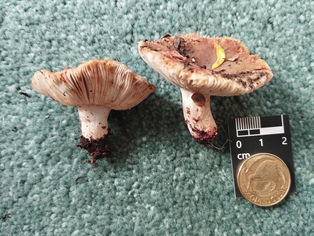 Russula vinaceocuticulata · May 2025 · photo: © geoffr (iNaturalist, cc0)